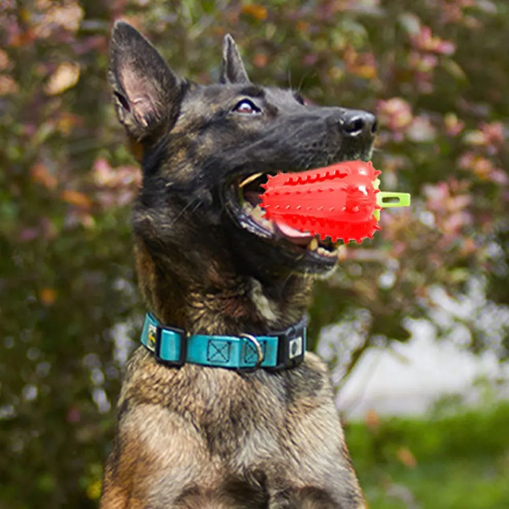 Dog Chew Toy